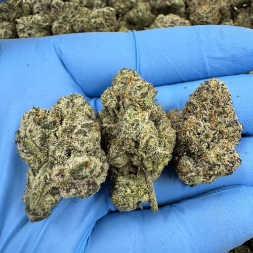 LEMON POPERES #5755