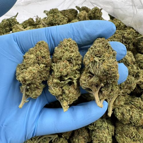 FUEL GELATO-JET