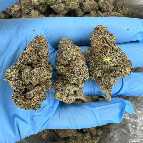 YELLOW FEVER-D156