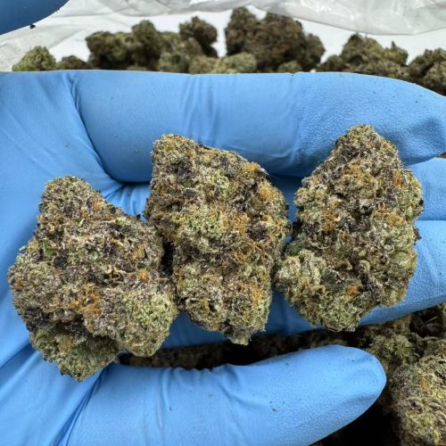 Gelato 33-7P